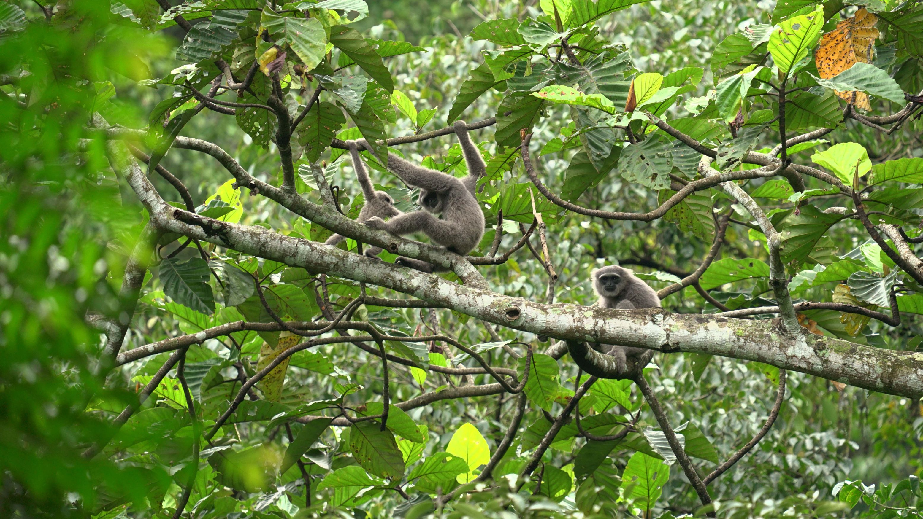 Ujung Kulon Wild